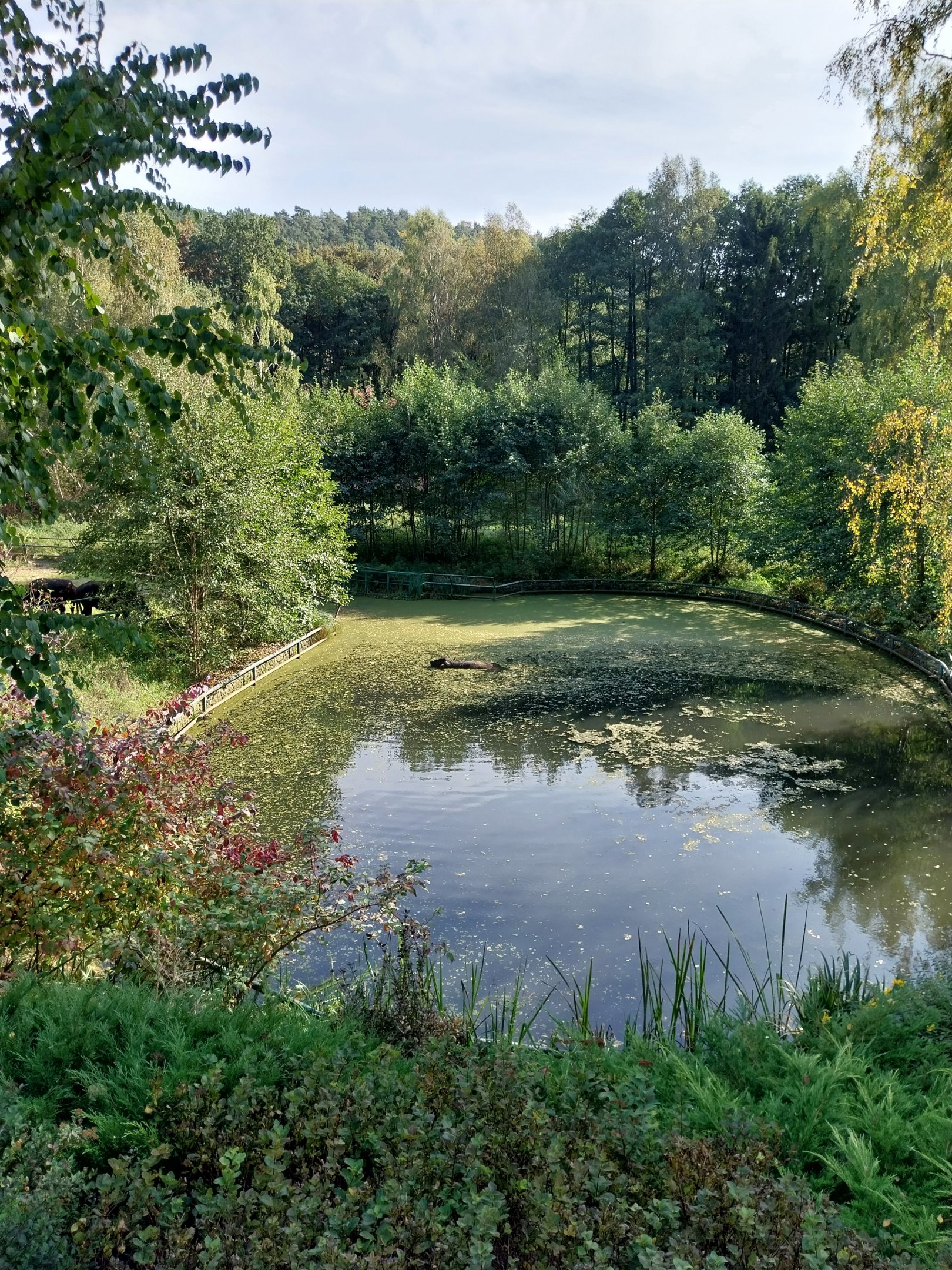 Water Buffalo (Bubalus arnee f. bubalis)