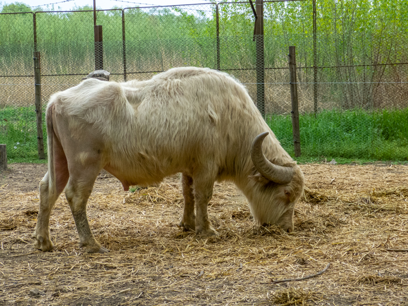 Water buffalo / Bubalus arnee