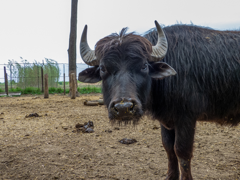 Water buffalo / Bubalus arnee
