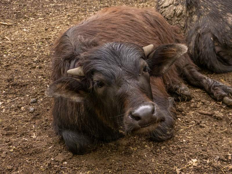 Water buffalo / Bubalus arnee