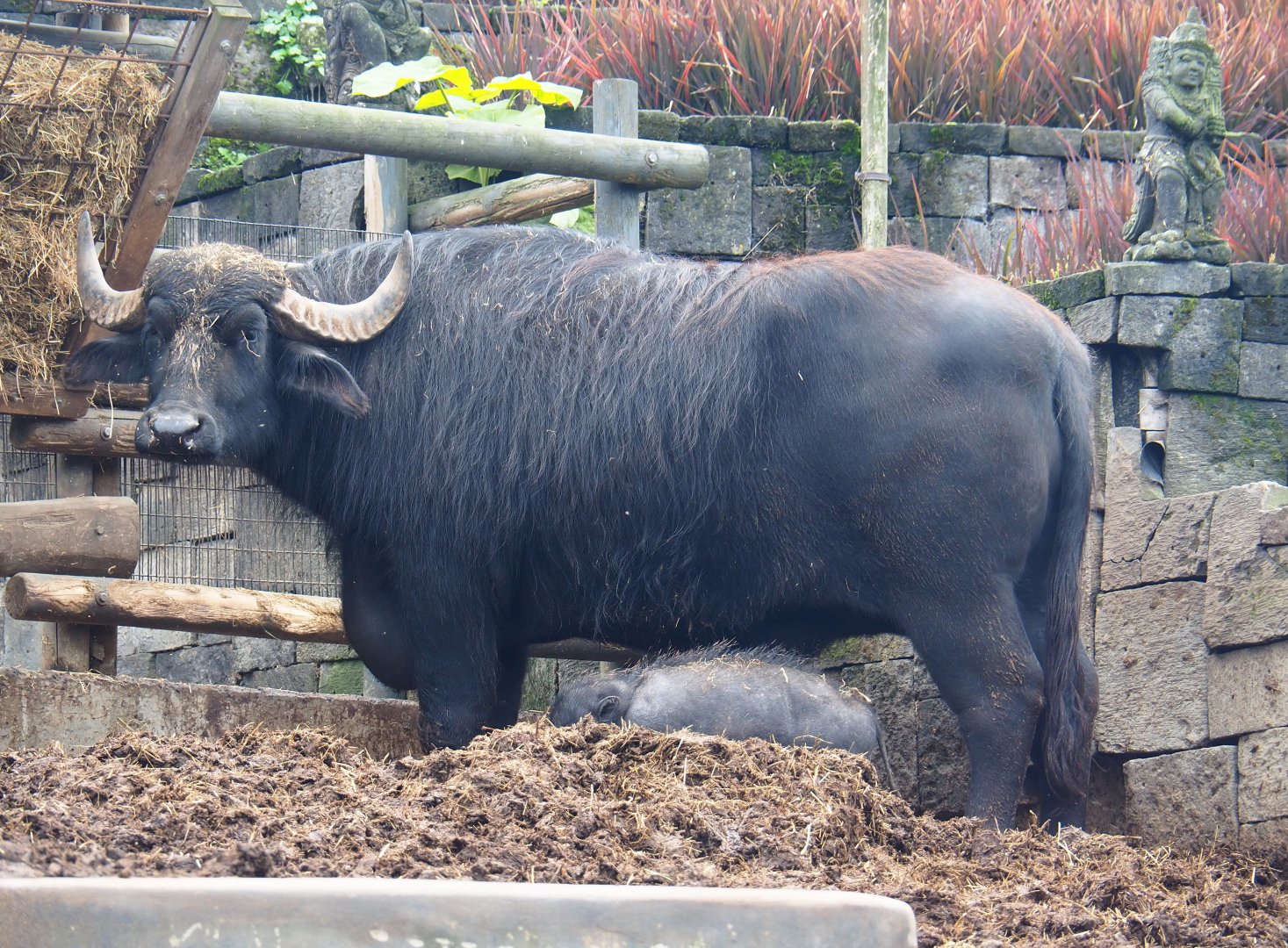 Water buffalo (Bubalus bubalis), 2019-10-04