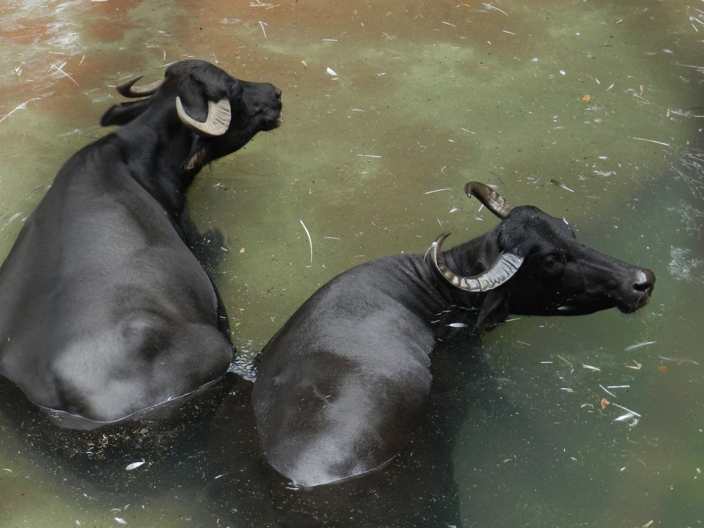 Water Buffalo (Bubalus bubalis) at Disney's Animal Kingdom Park