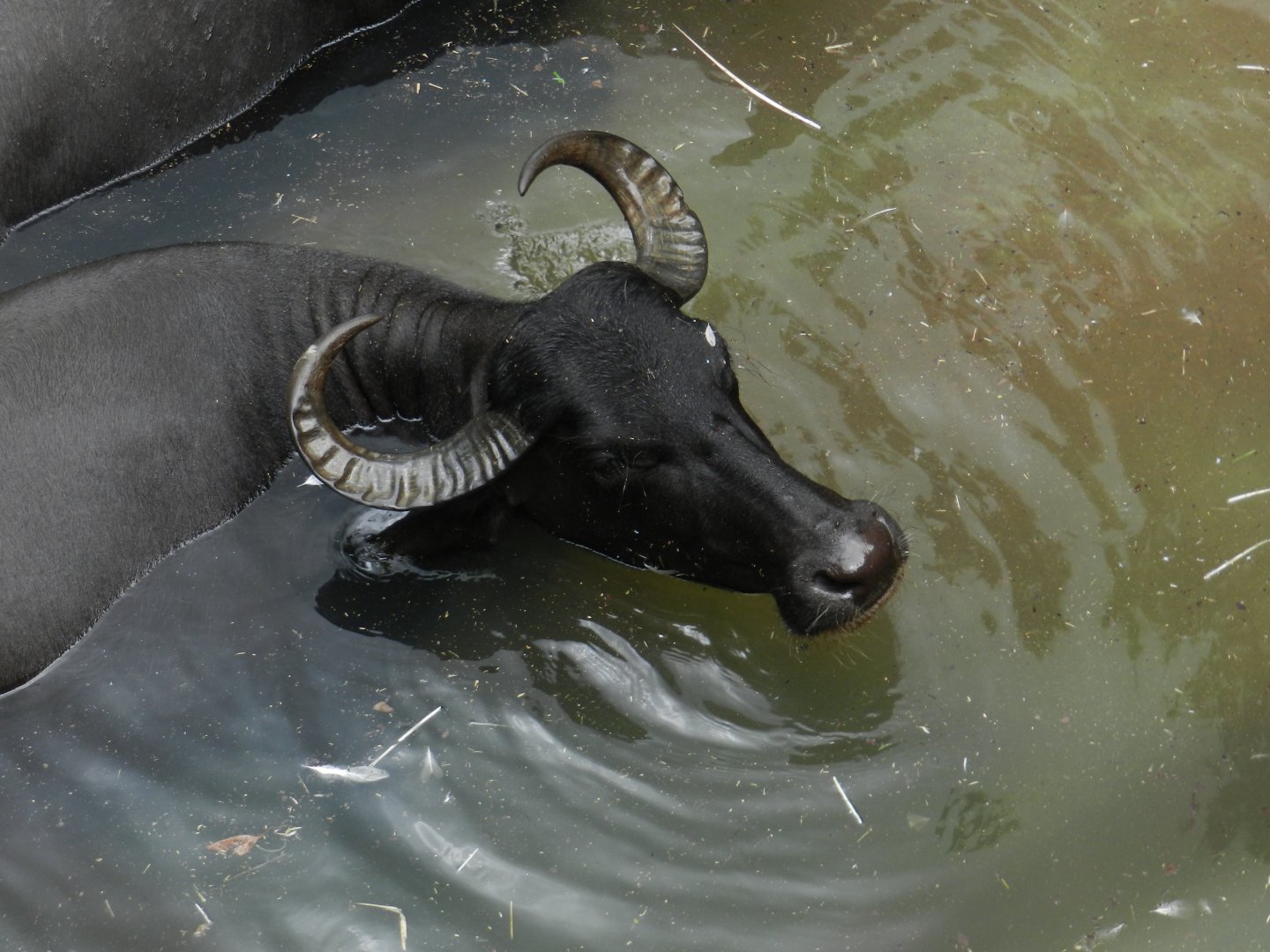Water Buffalo (Bubalus bubalis) at Disney's Animal Kingdom Park