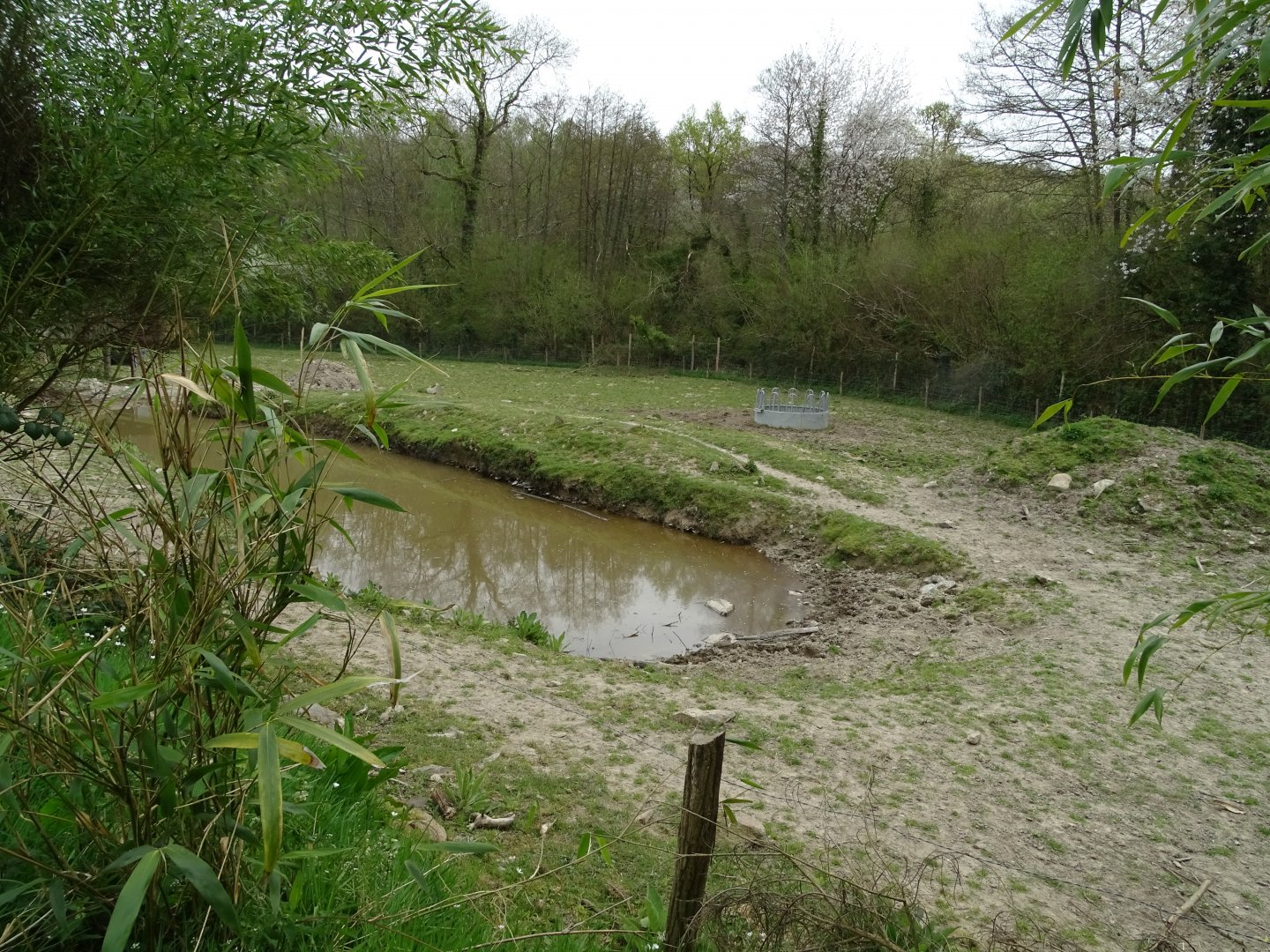 Water buffalo (Bubalus bubalis) exhibit - Parc animalier d'Ecouves