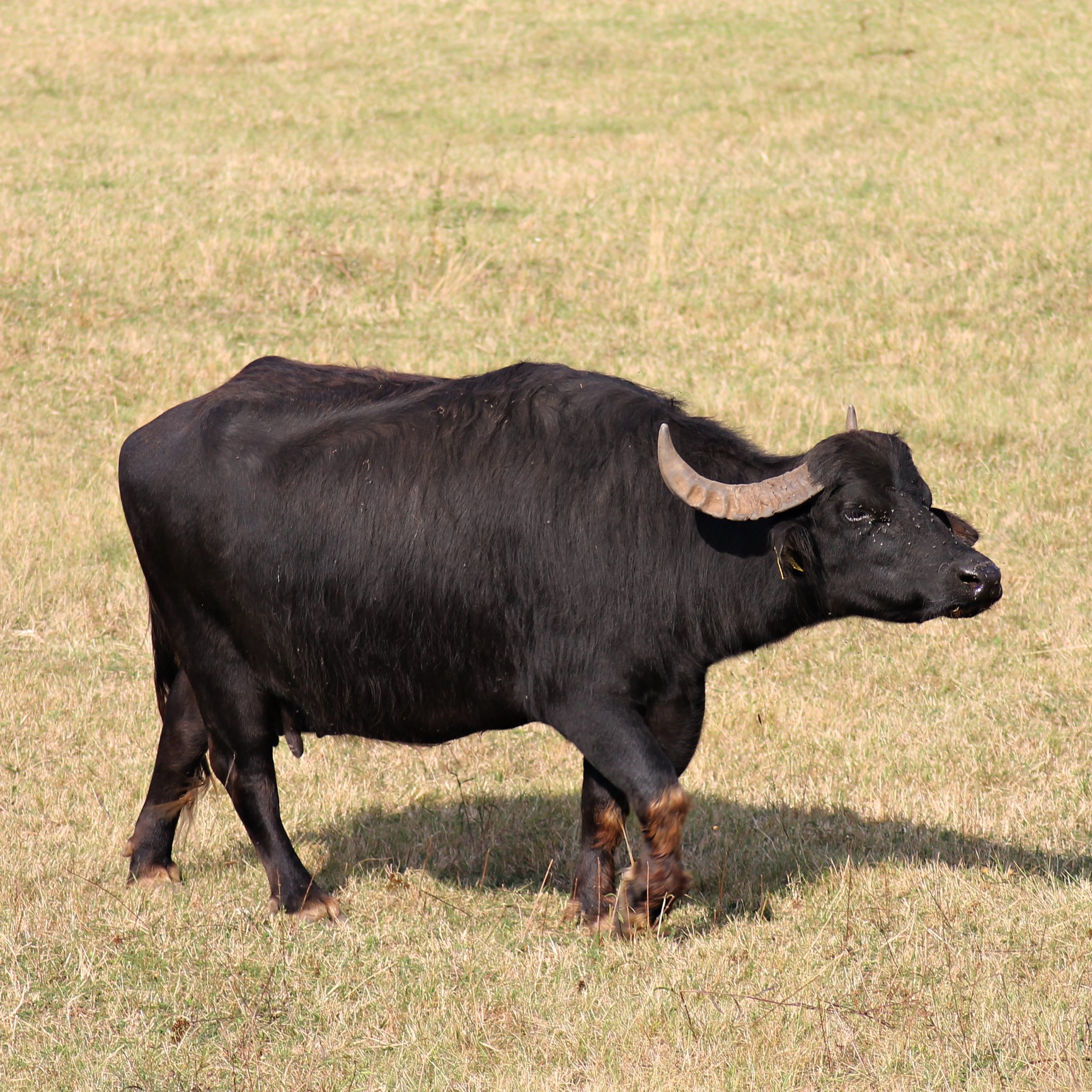 Water buffalo (Bubalus bubalis) in Eilte/Ahlden