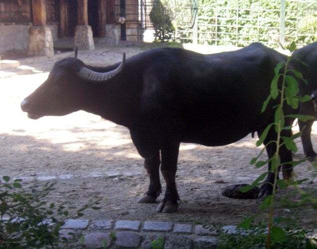 Water Buffalo (Bubalus bubalis)