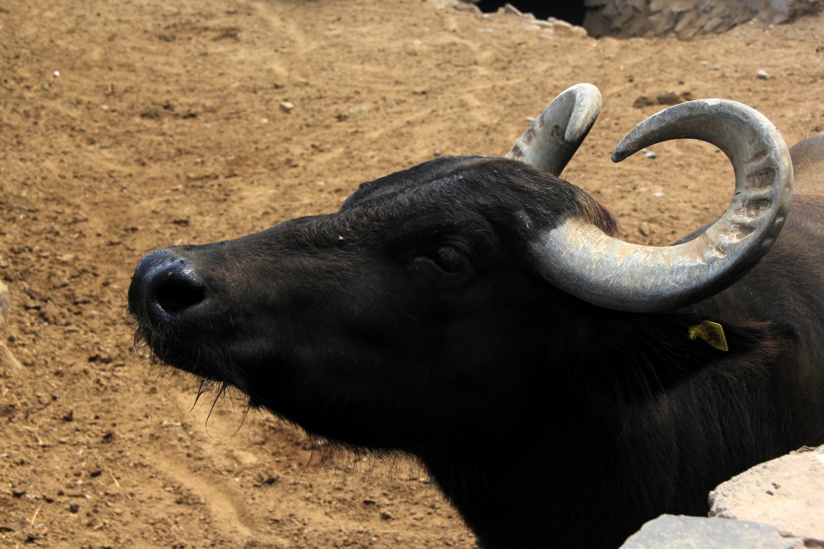 water buffalo (Bubalus bubalis)