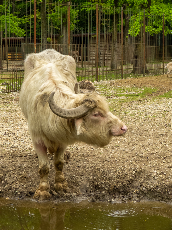 Water buffalo (Bubalus bubalis)