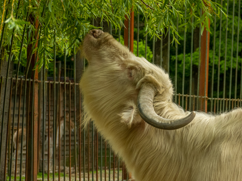 Water buffalo (Bubalus bubalis)