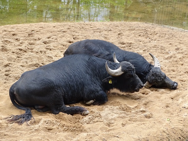 Water buffalo (Bubalus bubalis)