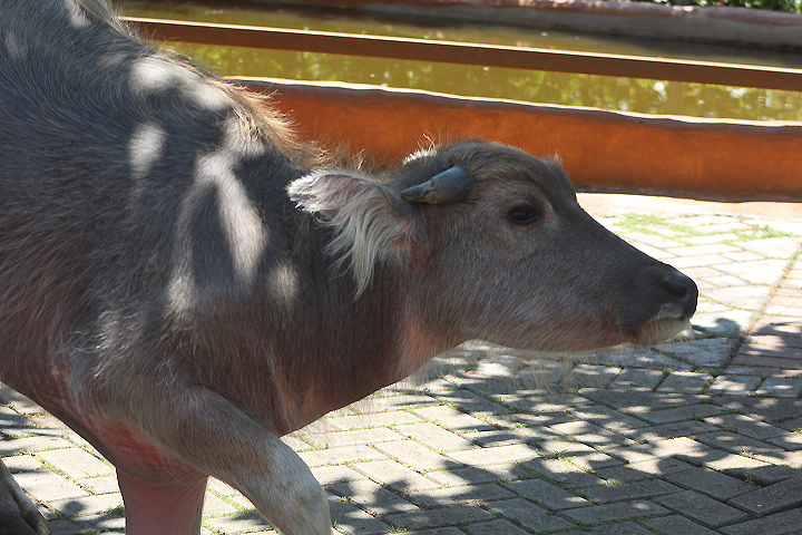 Water buffalo (Bubalus bubalis)