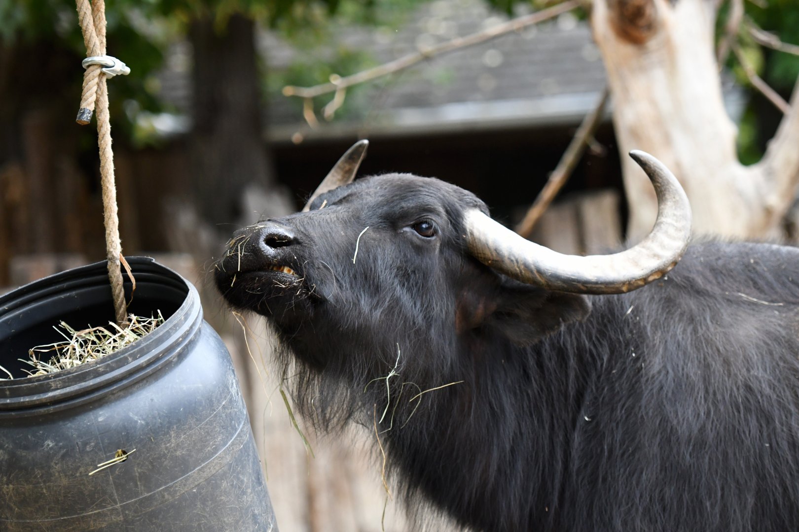 Water buffalo Bubalus bubalis