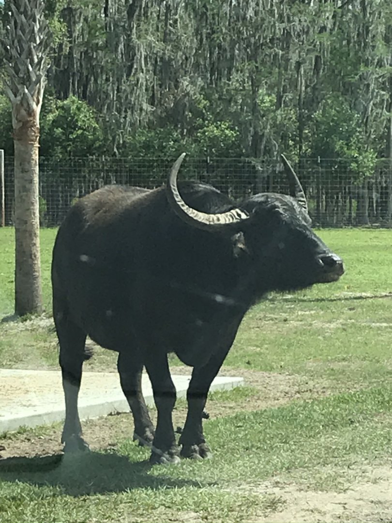 Water Buffalo (Bubalus sp.)