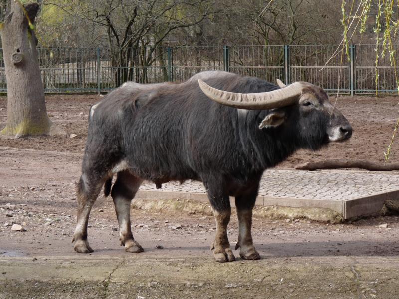 Water Buffalo Bull