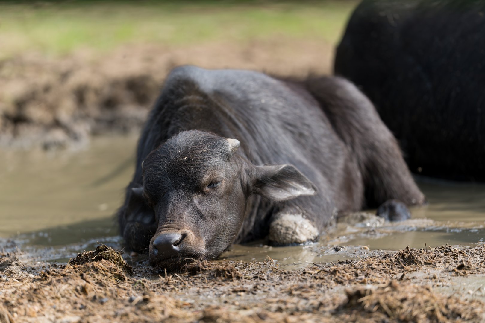 Water Buffalo Calf, Banham, UK