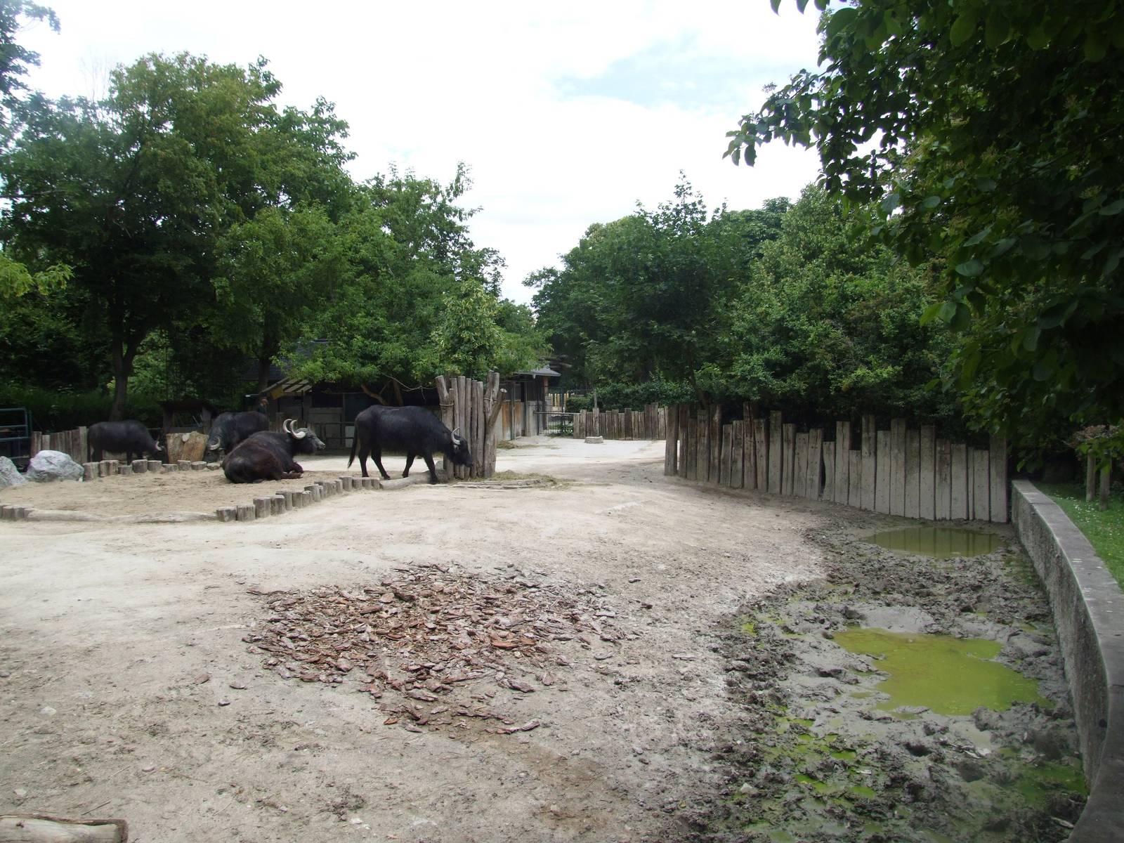 Water Buffalo Enclosure at Vienna, 14/06/13