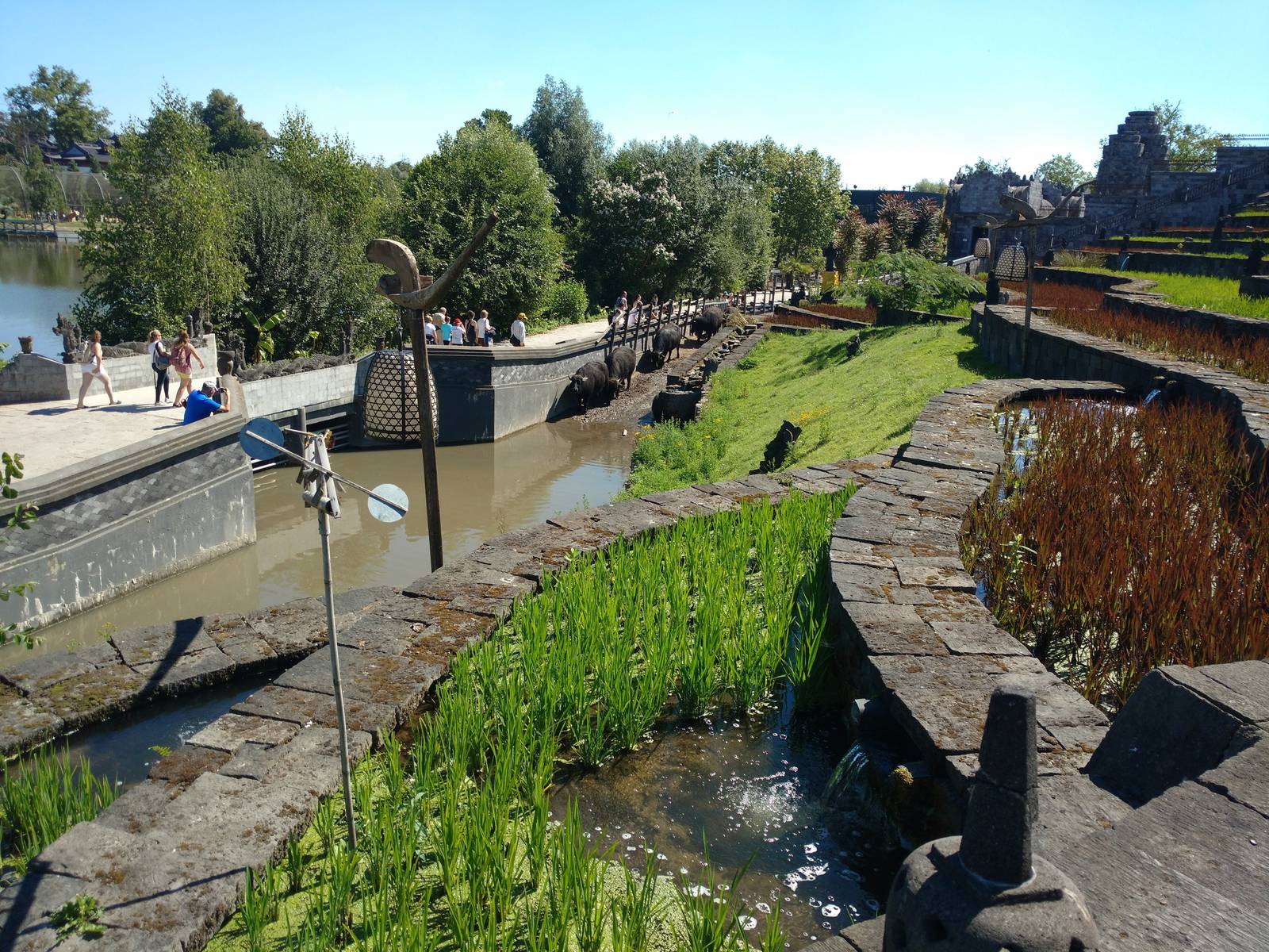 Water buffalo enclosure
