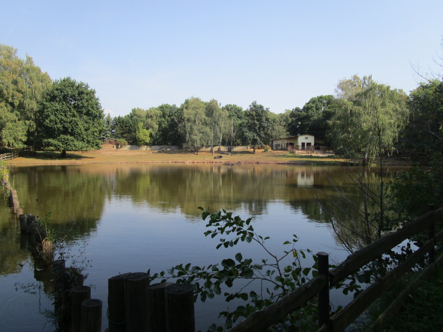 Water Buffalo Enclosure