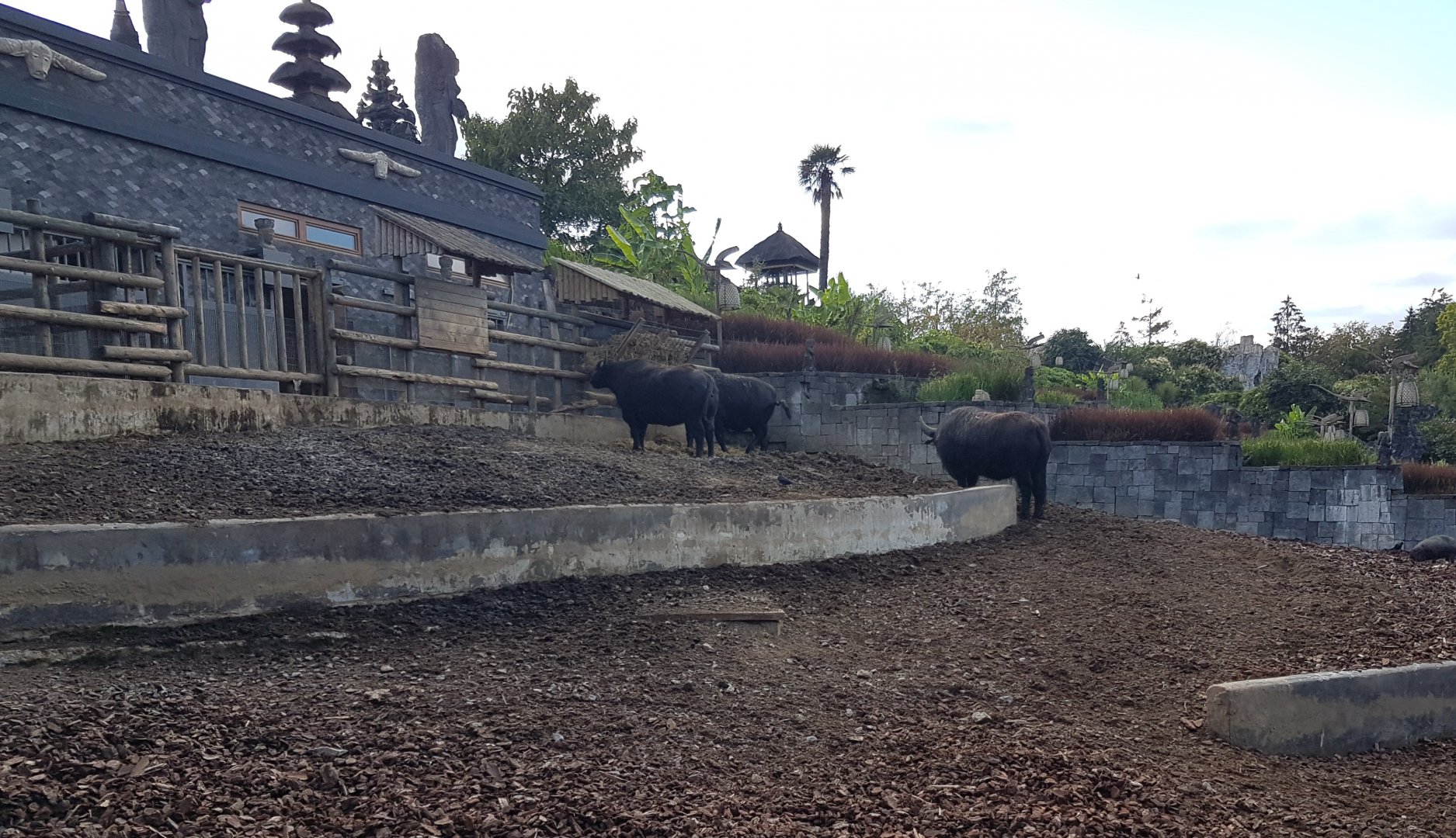 Water buffalo enclosure