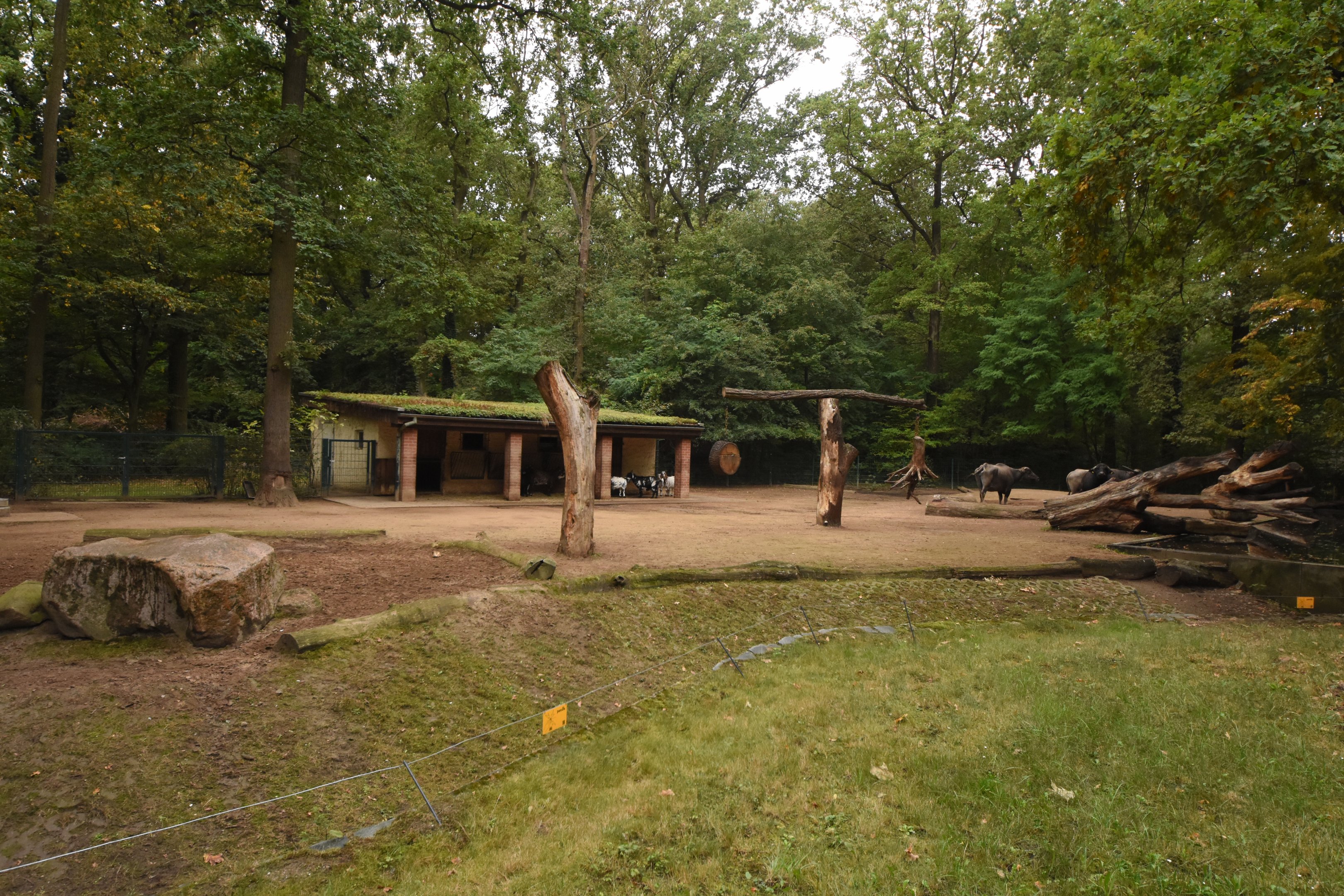 Water buffalo enclosure