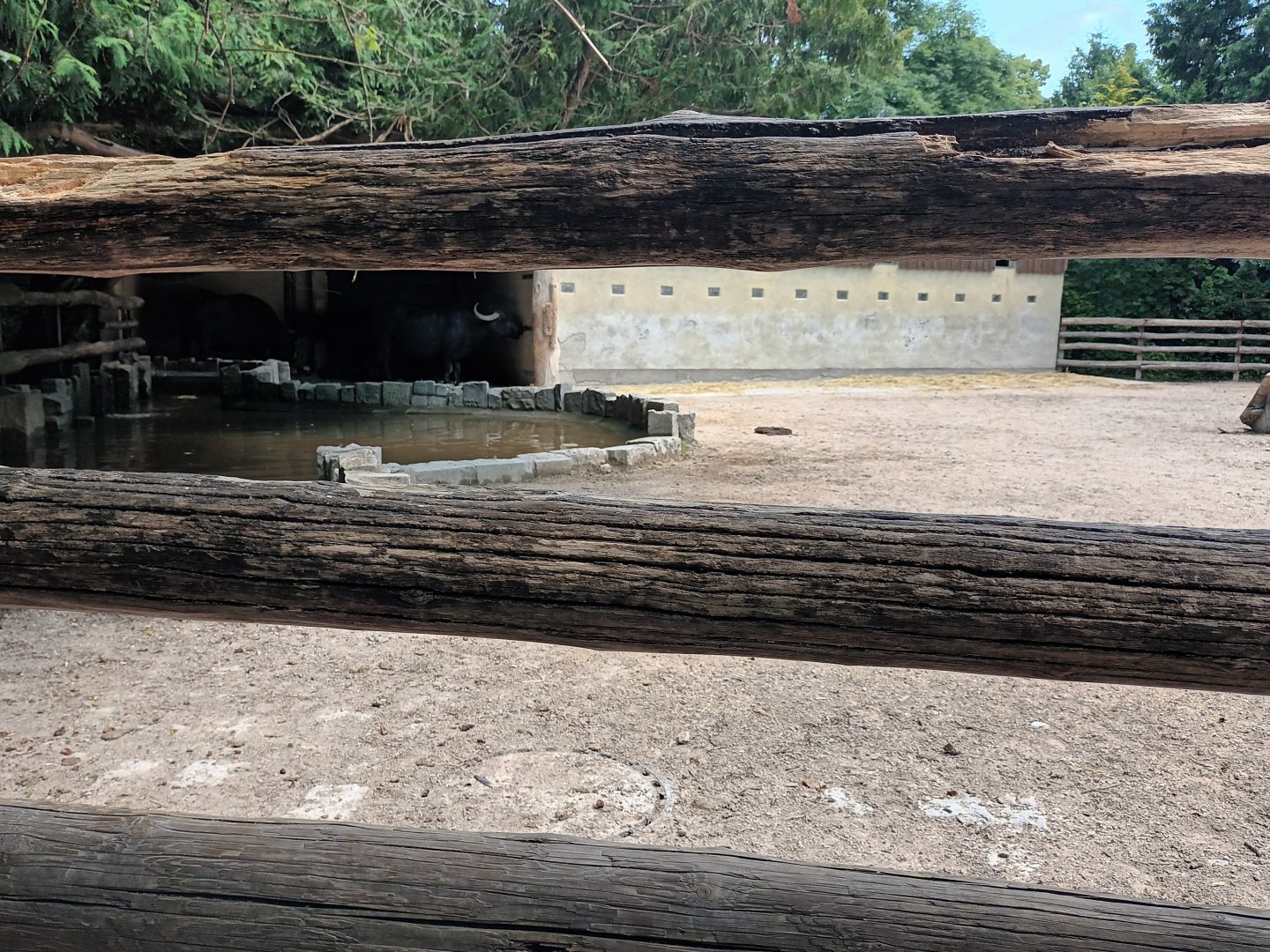 Water Buffalo Enclosure