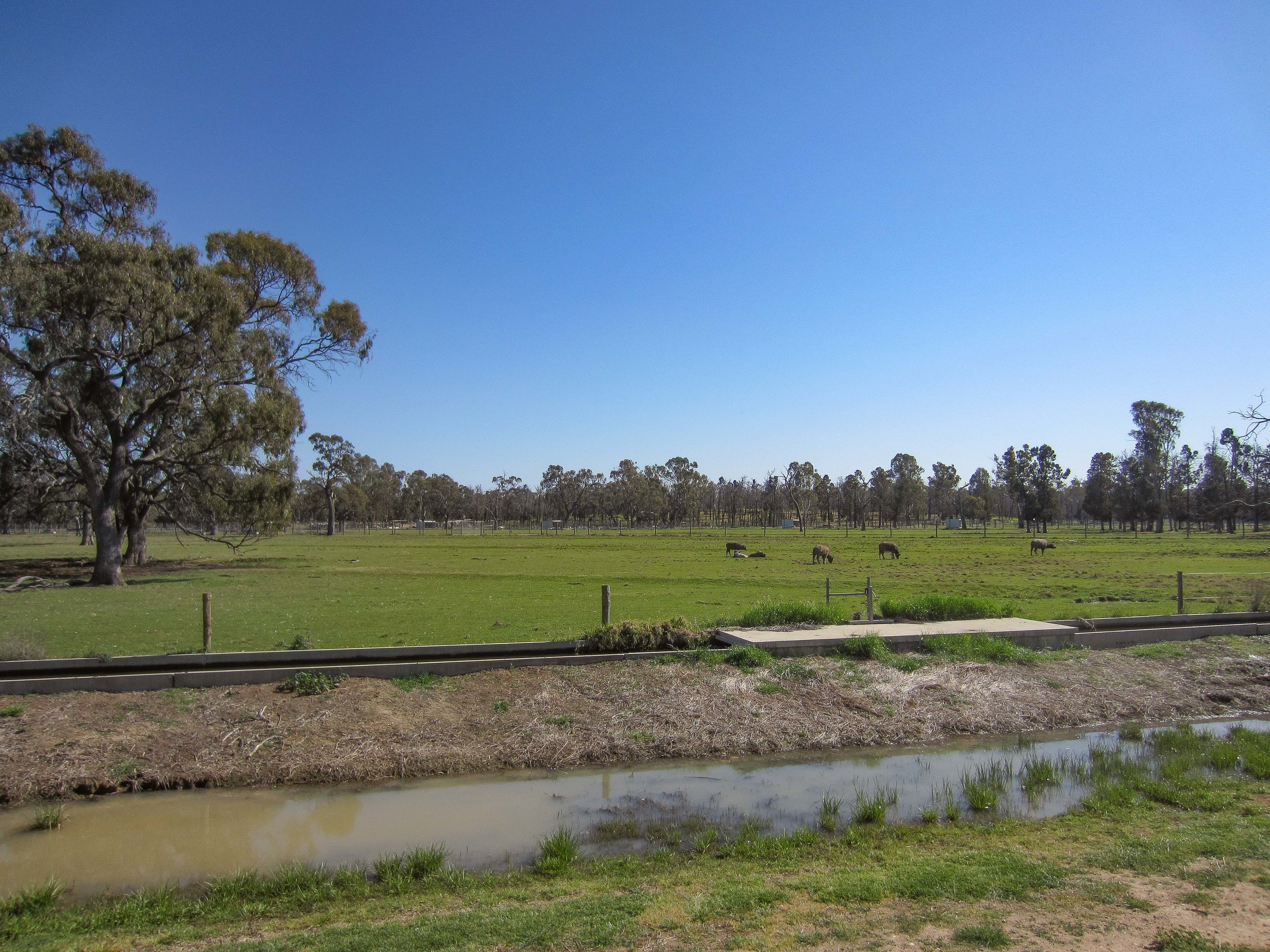 Water Buffalo enclosure
