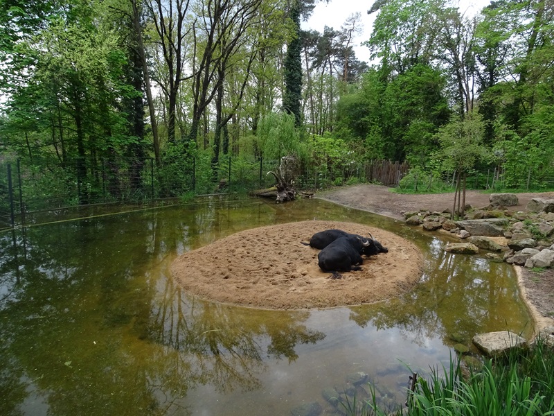 Water buffalo enclosure