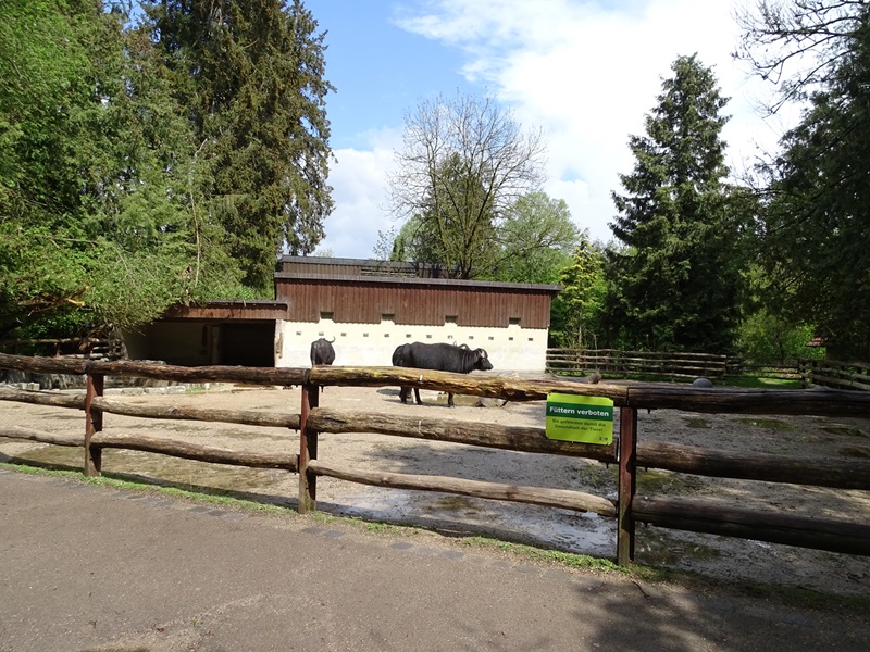 Water buffalo enclosure