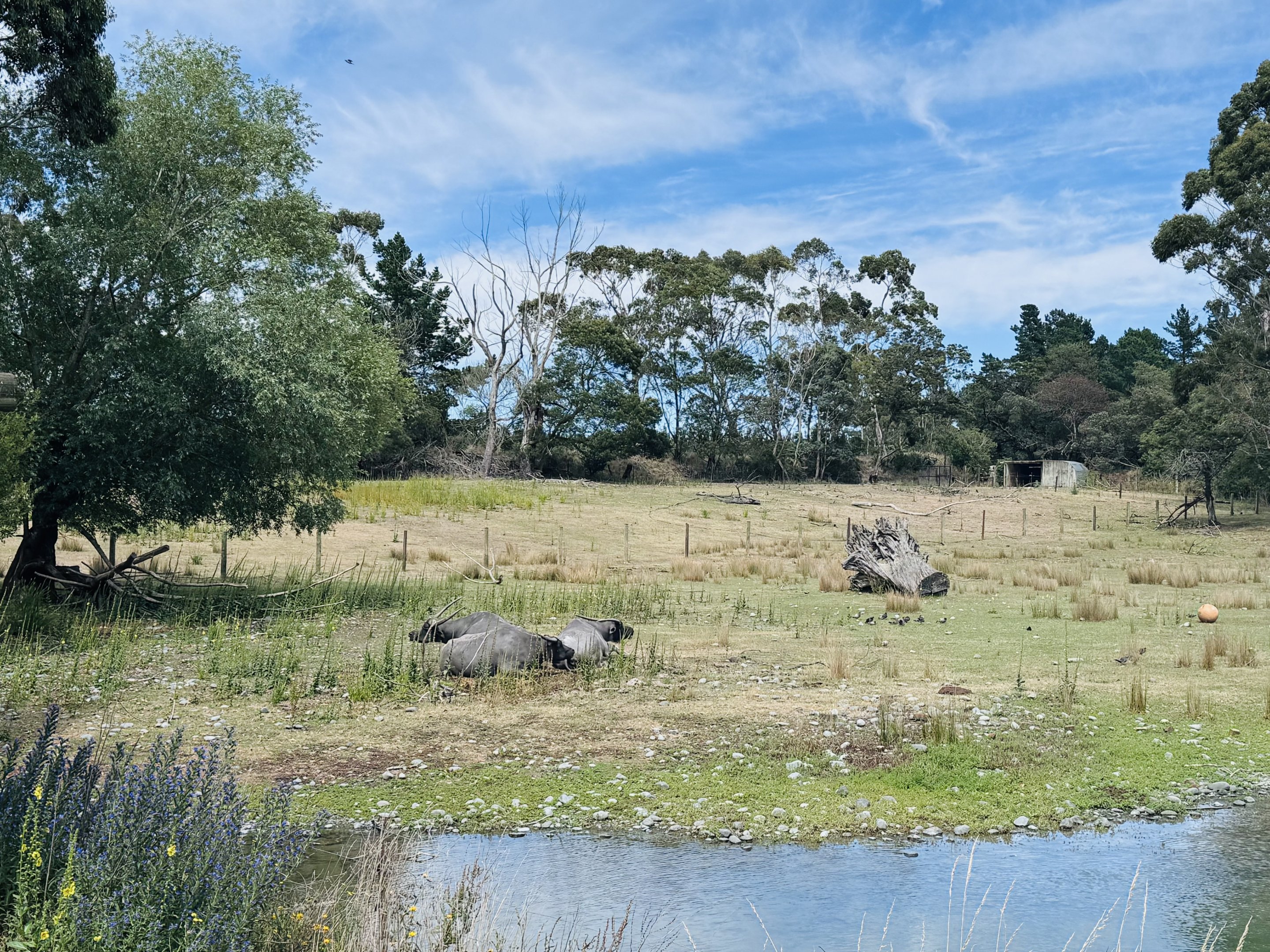 Water buffalo enclosure