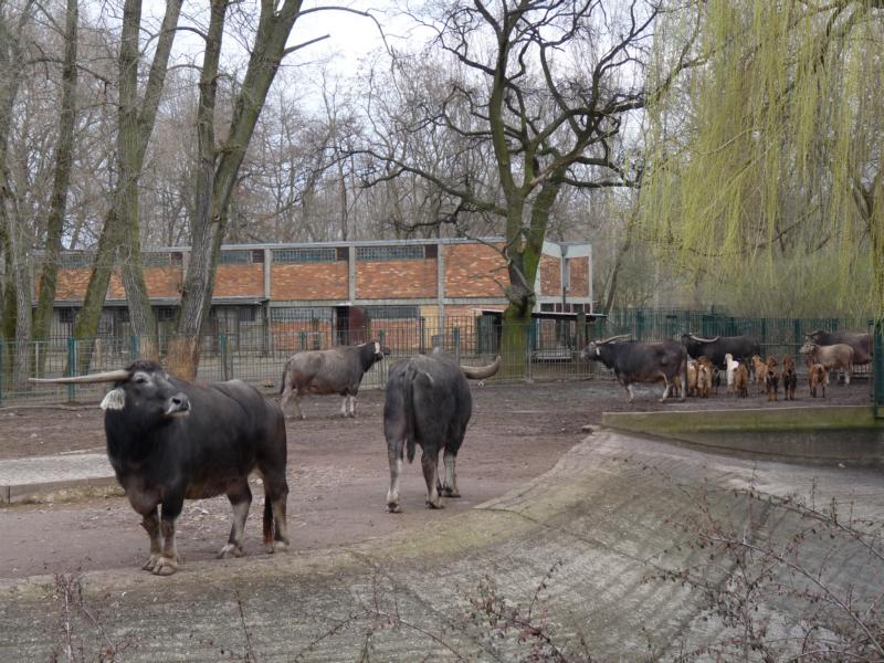 Water Buffalo Enclosure