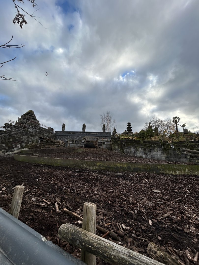 Water buffalo exhibit at the Kingdom of Ganesha