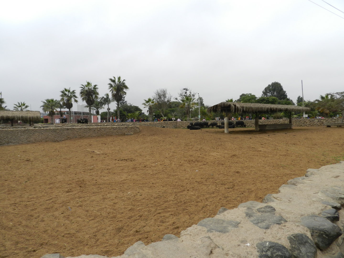 Water buffalo exhibit - Parque de Las Leyendas