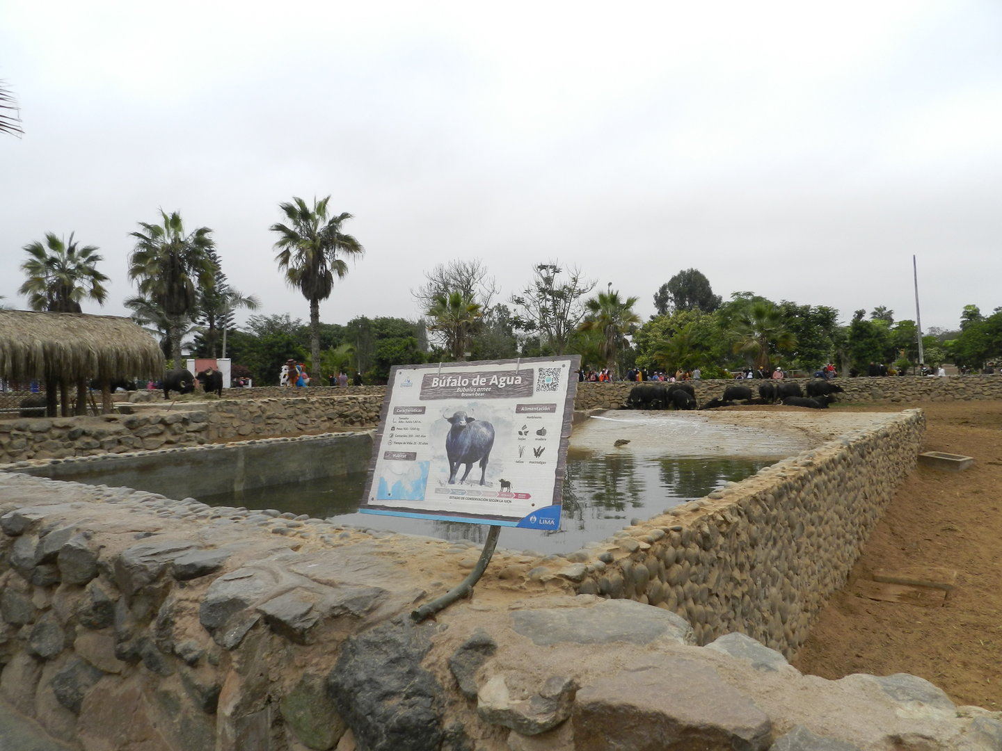 Water buffalo exhibit - Parque de Las Leyendas