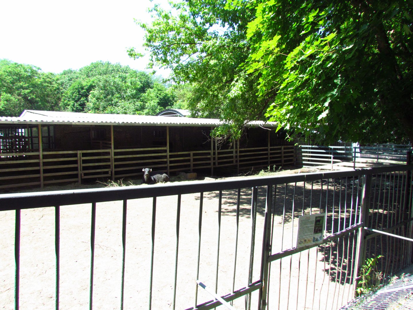 Water buffalo exhibit