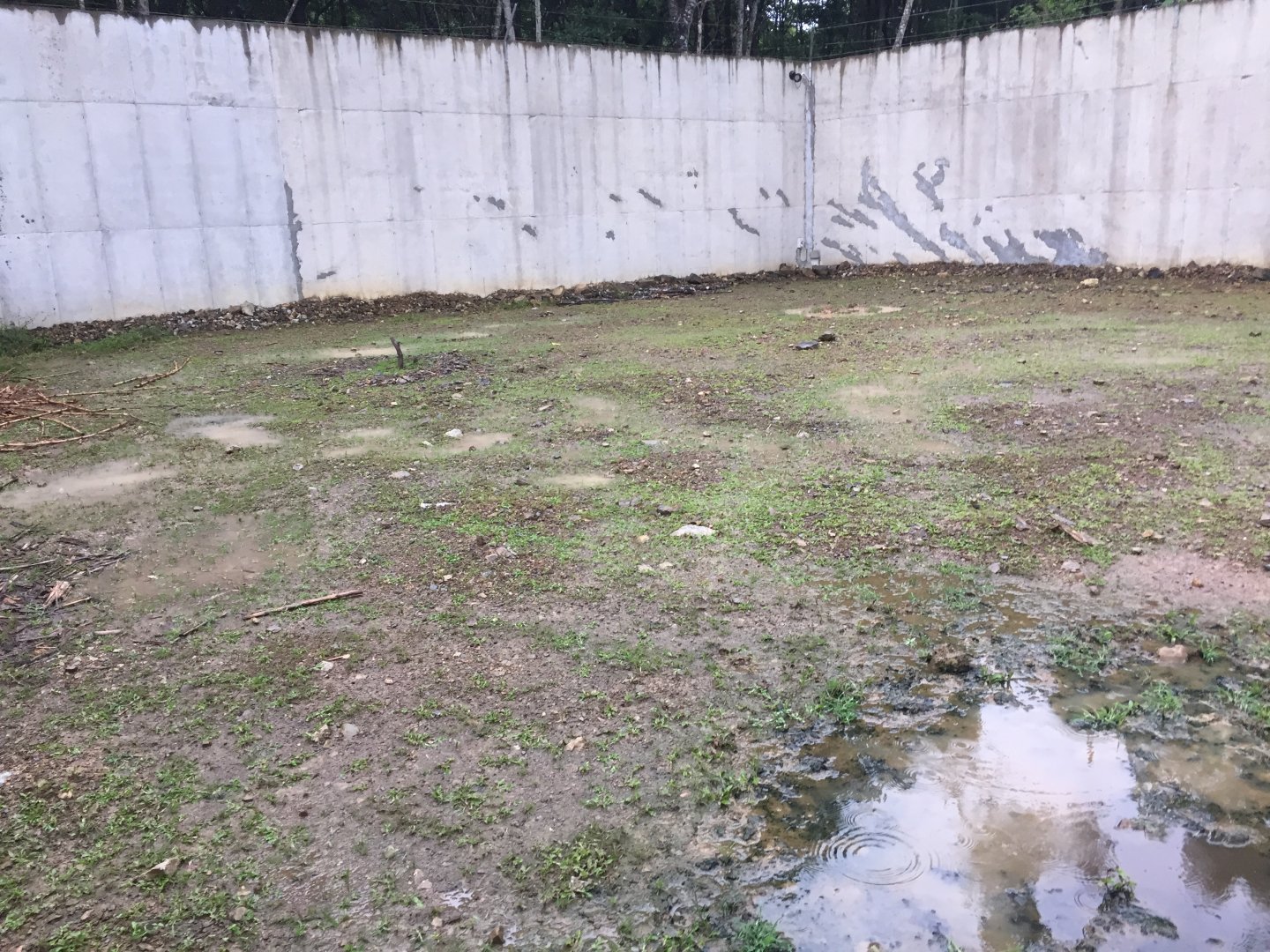 Water Buffalo Exhibit
