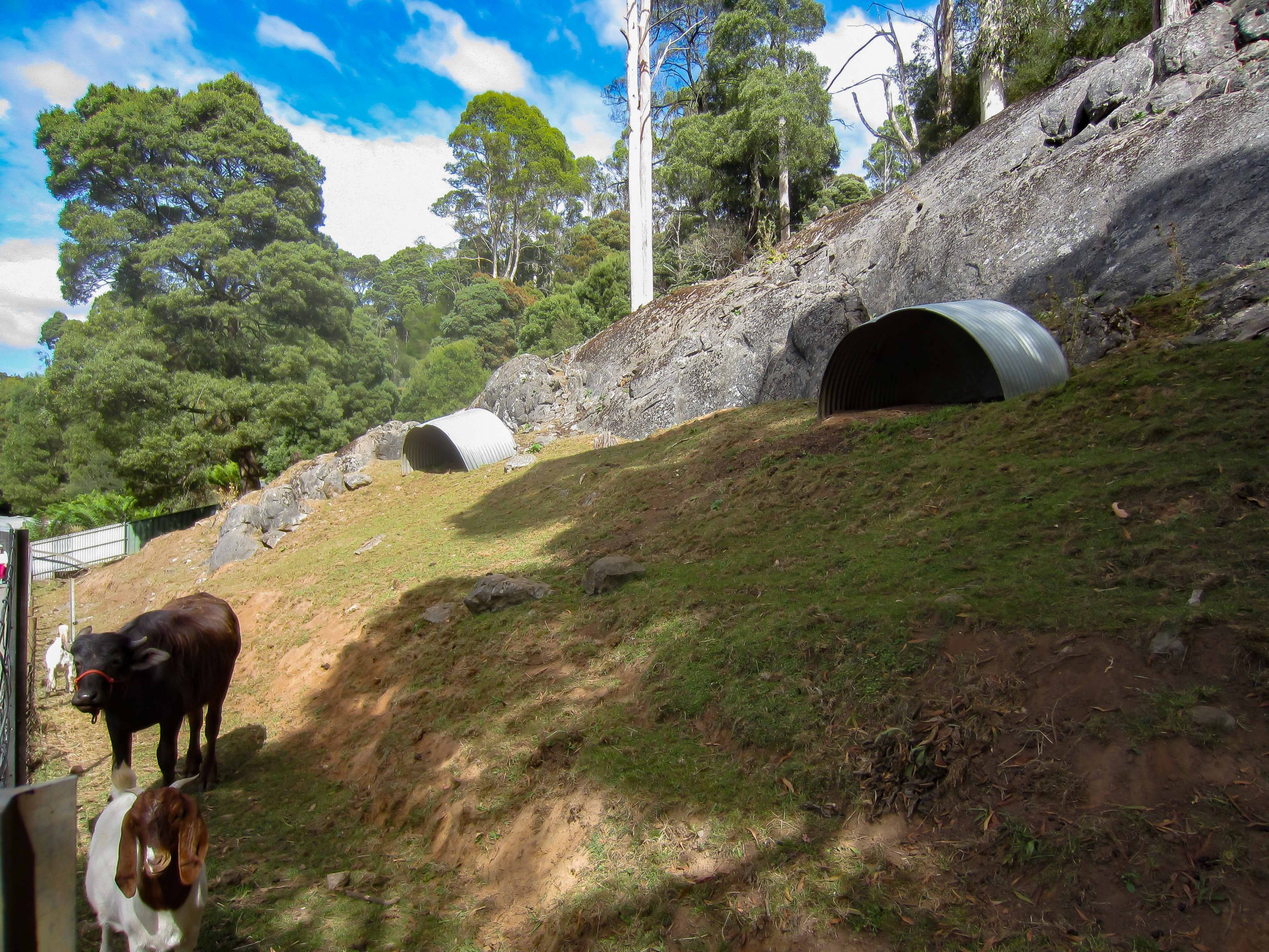 Water Buffalo exhibit