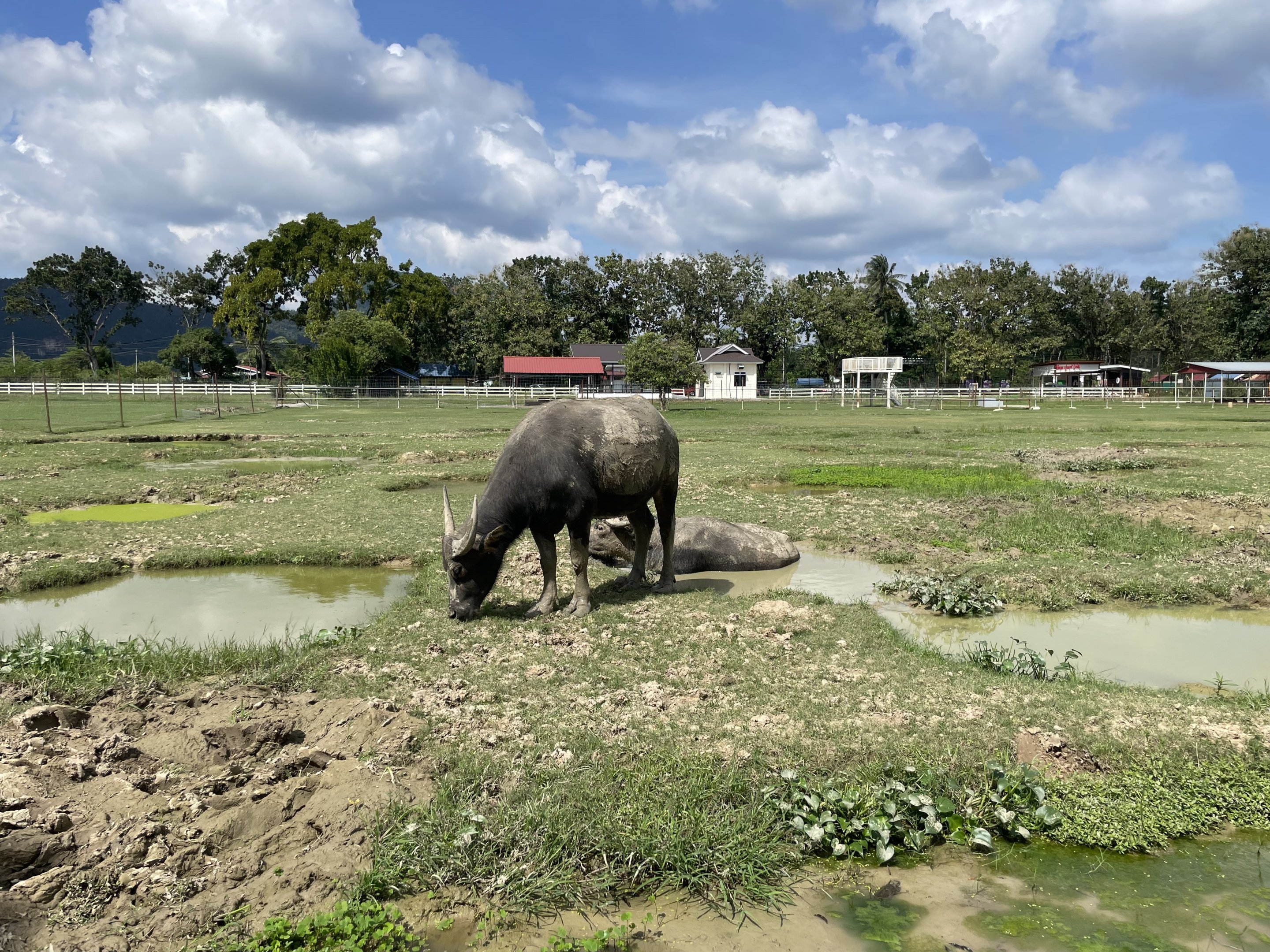 Water Buffalo Exhibit