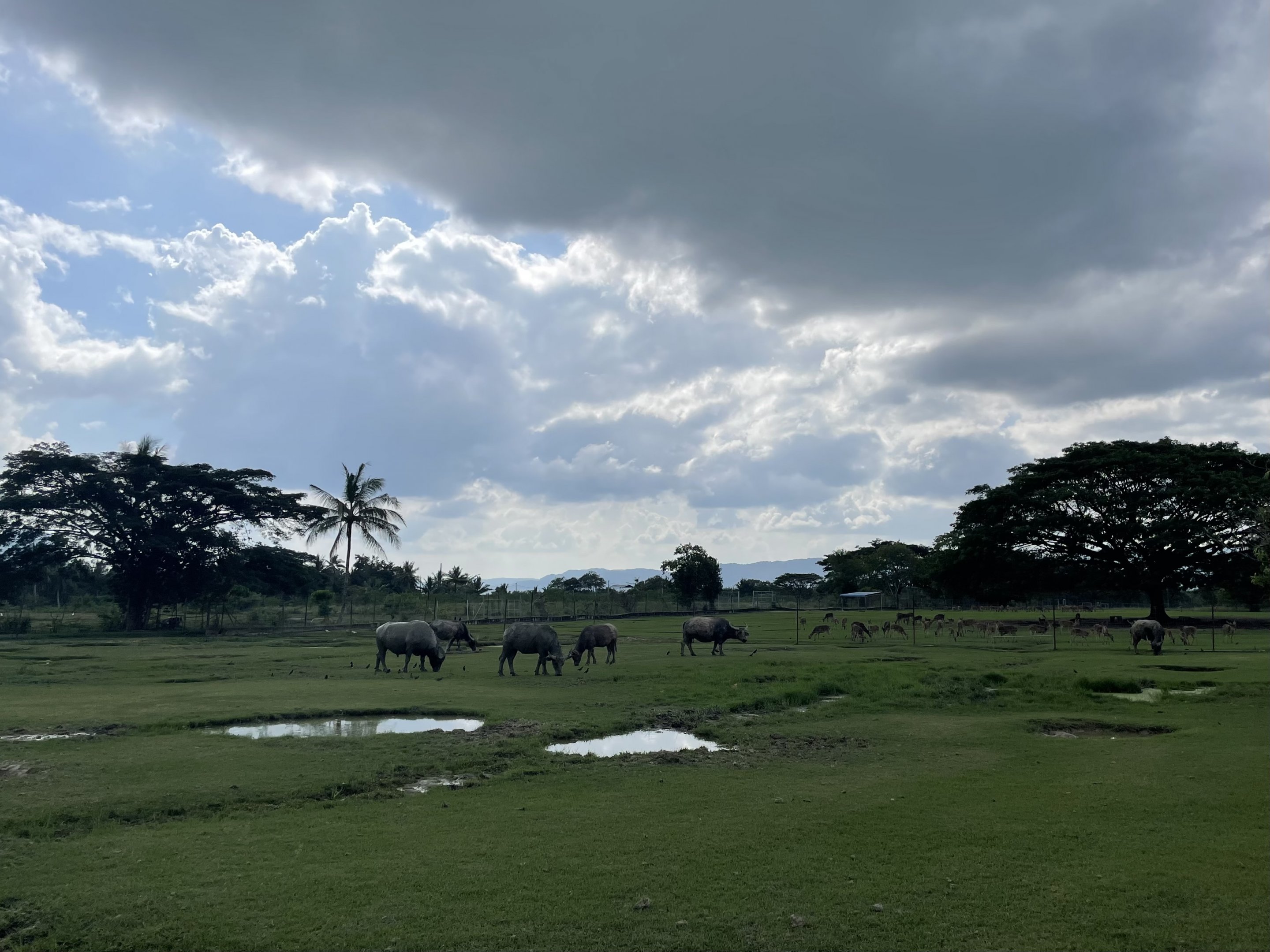 Water Buffalo Exhibit