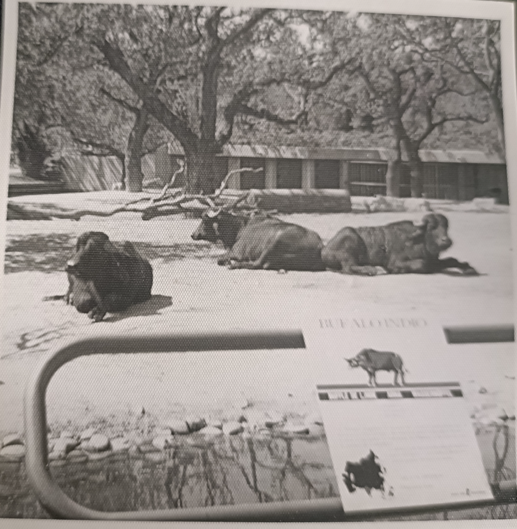 Water buffalo exhibit