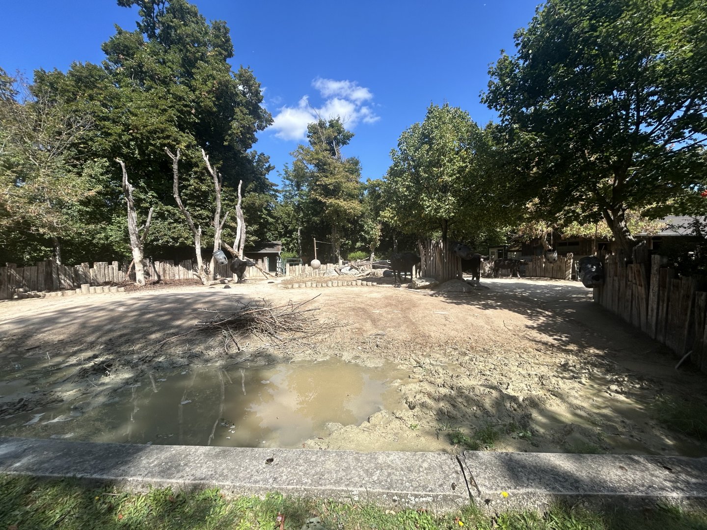 Water Buffalo Exhibit
