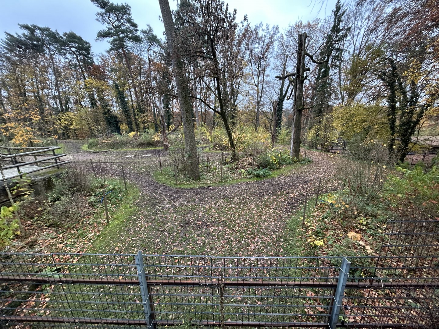 Water Buffalo Exhibit