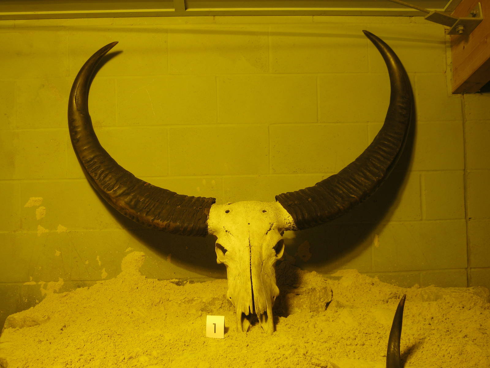Water Buffalo Horns in "Horn exhibit"
