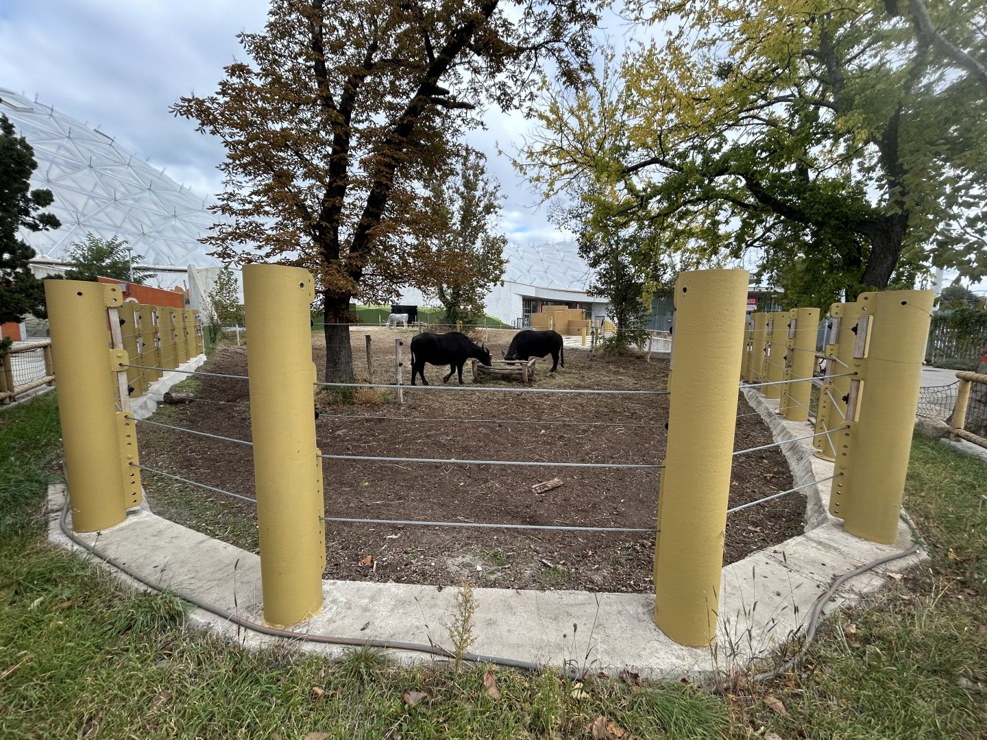 Water Buffalo & Hungarian Grey Cattle Exhibit - Biodome