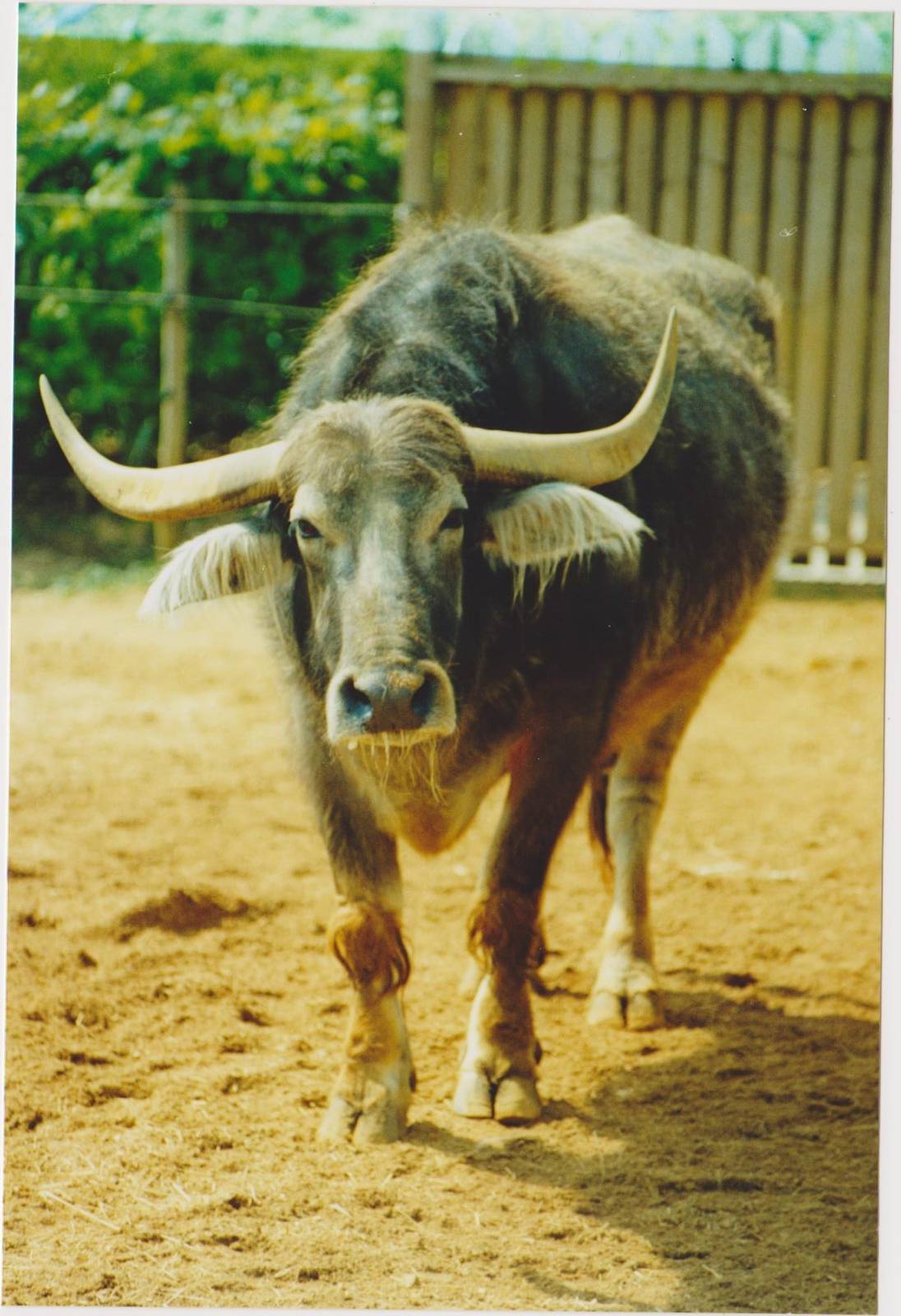 Water buffalo in 2003
