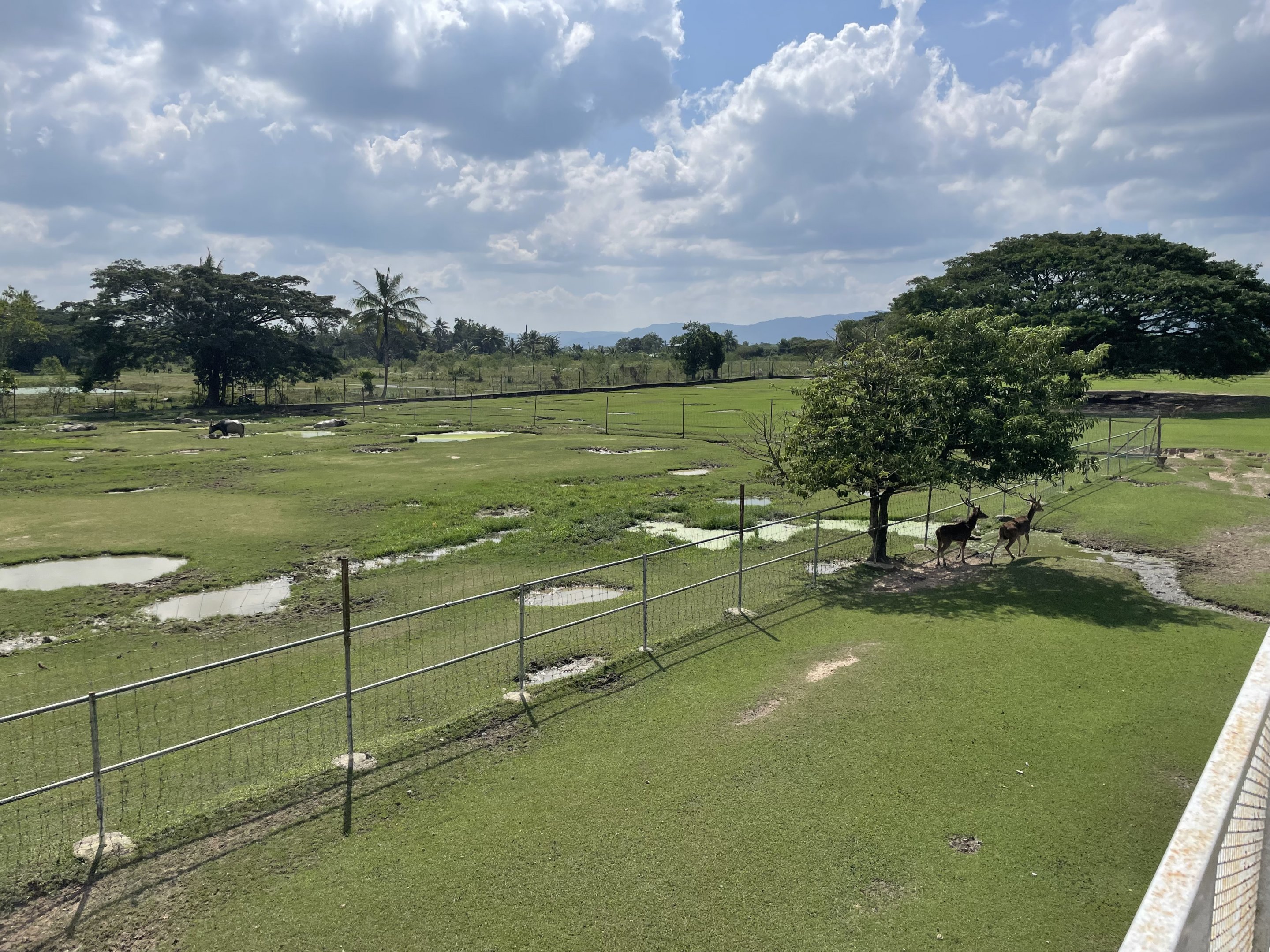 Water Buffalo / Javan Rusa Exhibit