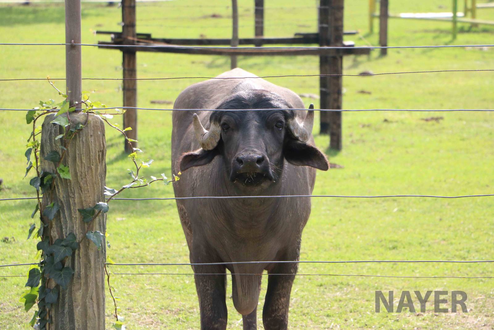 Water buffalo, March 2016