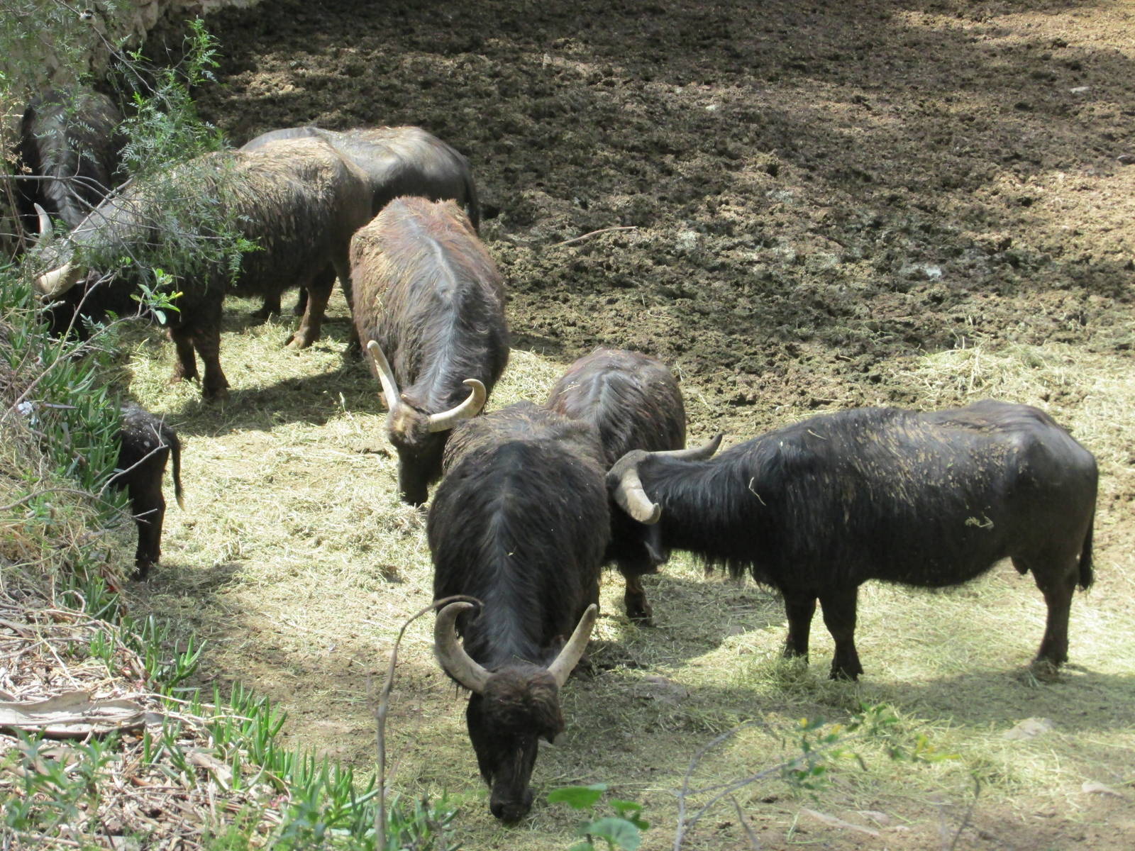 water buffalo mendoza zoo