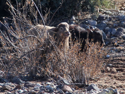 water buffalo mom and baby