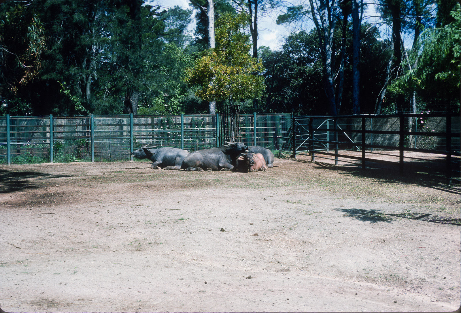 Water Buffalo? - Oct 1975