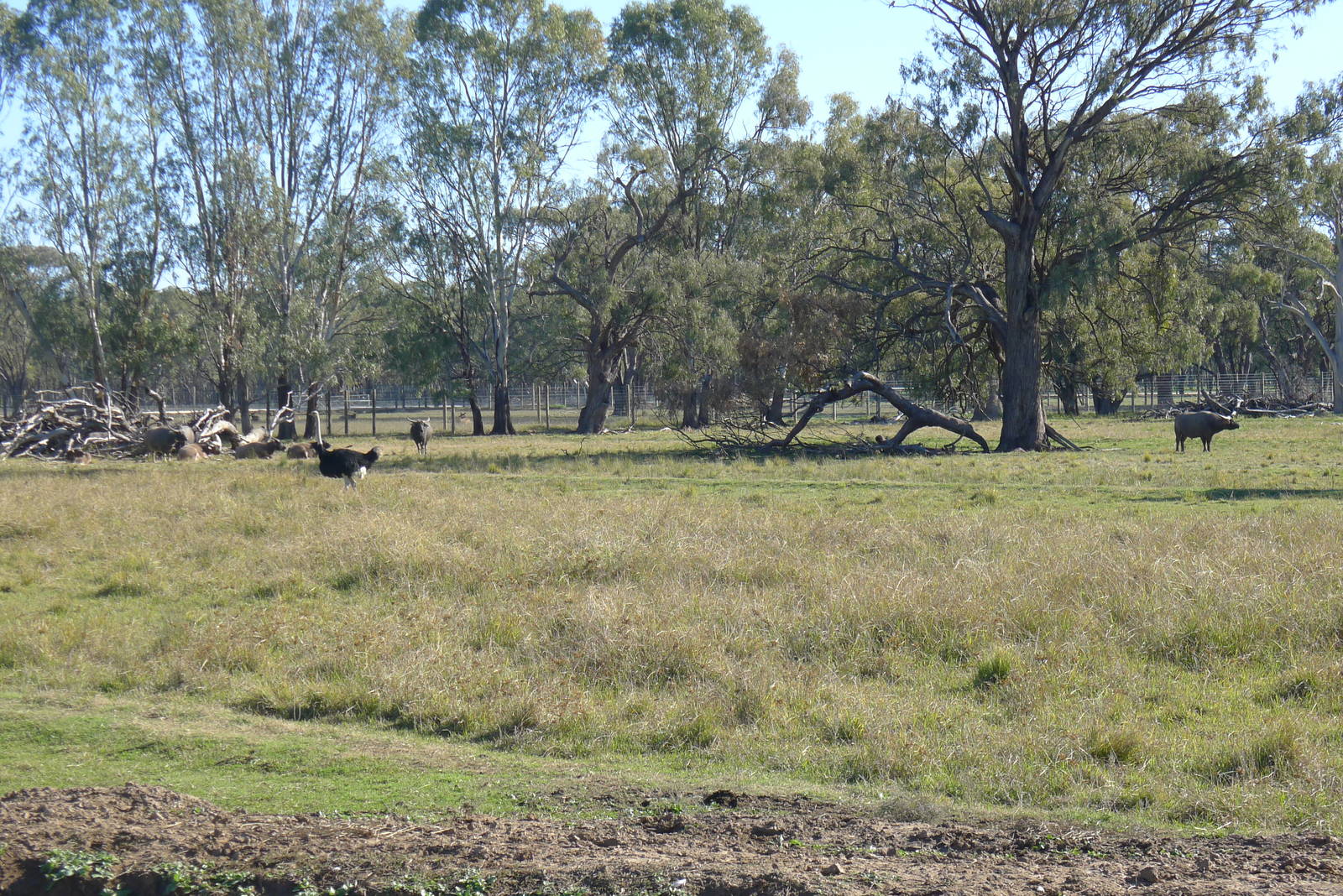 Water Buffalo & Ostrich